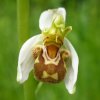 Orchideen und Bilder